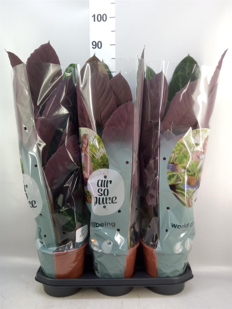 Горшечные цветы и растения оптом Calathea Warscewiczii от 3шт из Голландии с доставкой по России