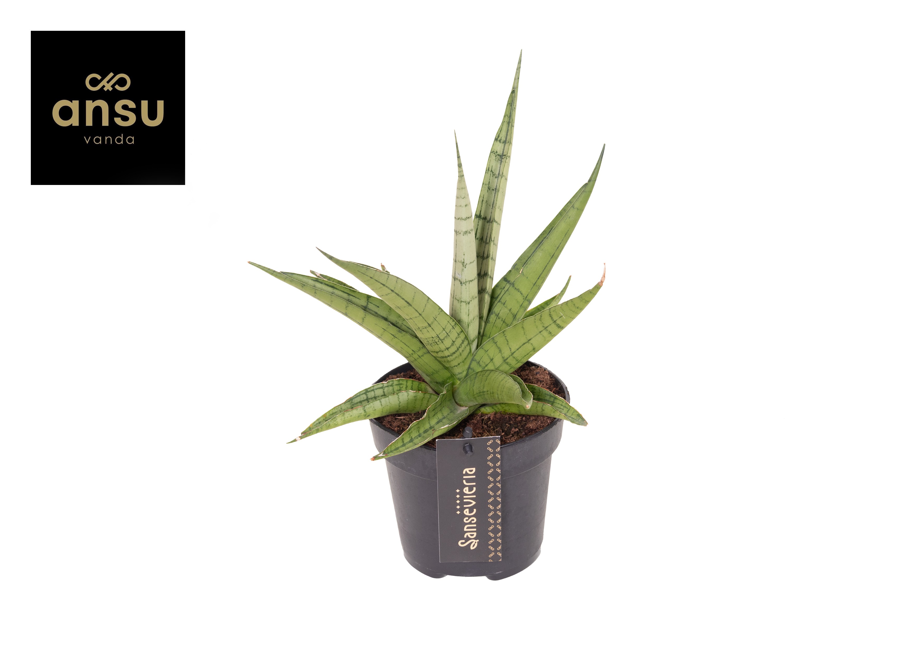 Горшечные цветы и растения оптом Sansevieria Comet Laurel Grey No. 1 от 10шт из Голландии с доставкой по России