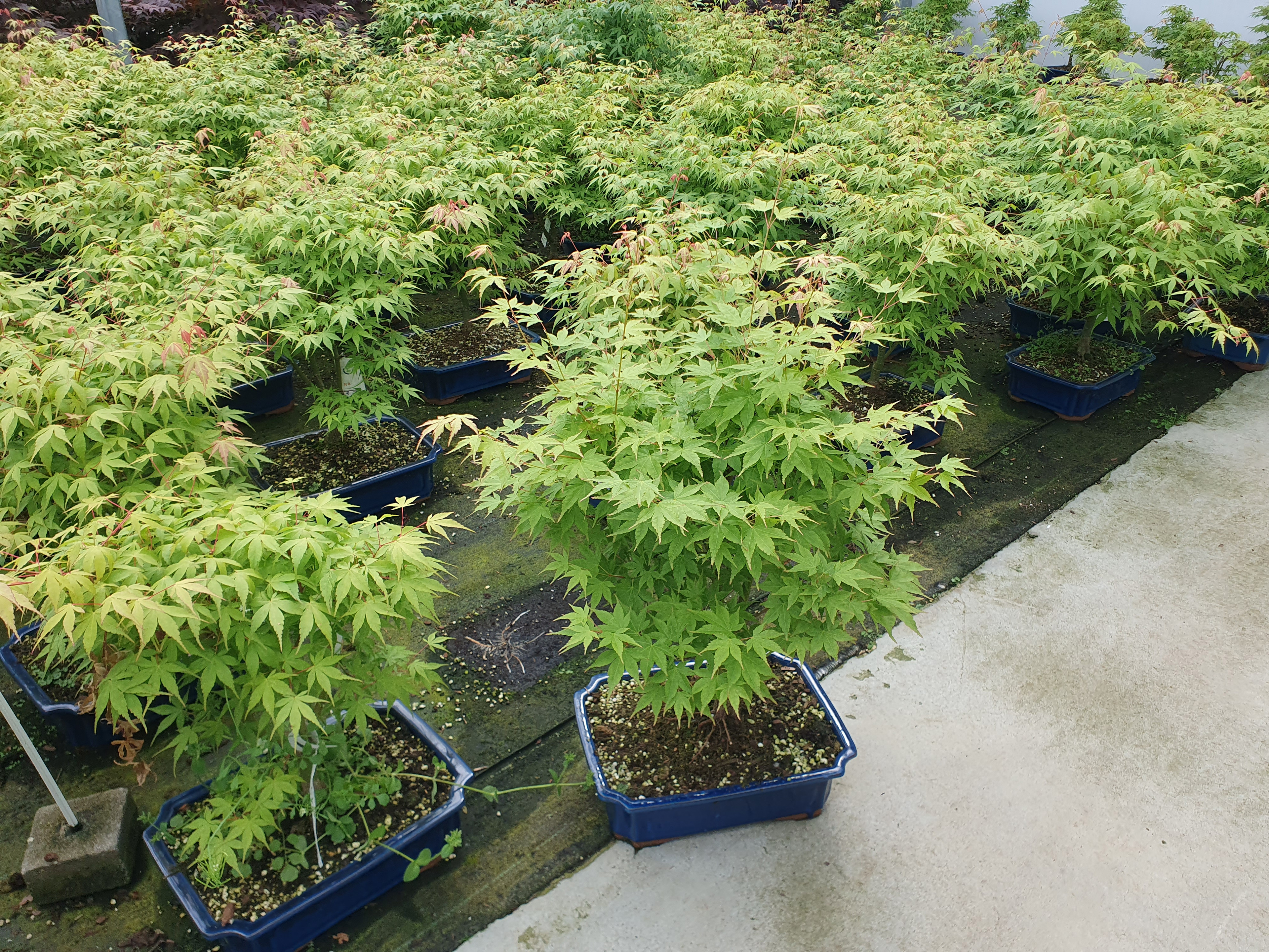 Горшечные цветы и растения оптом Acer Palmatum katsura. Pot 32cm. от 1шт из Голландии с доставкой по России