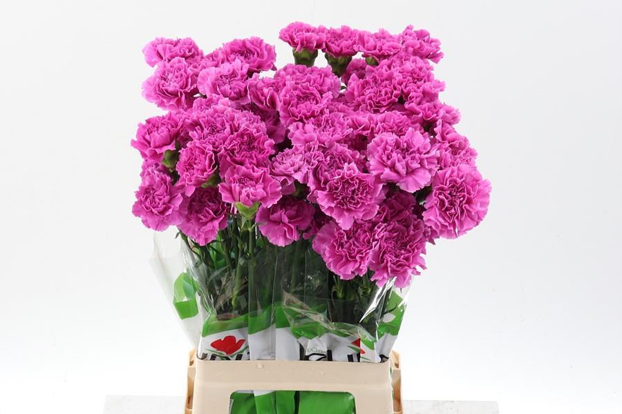 Срезанные цветы оптом Dianthus st farida от 80шт. из Голландии с доставкой по России