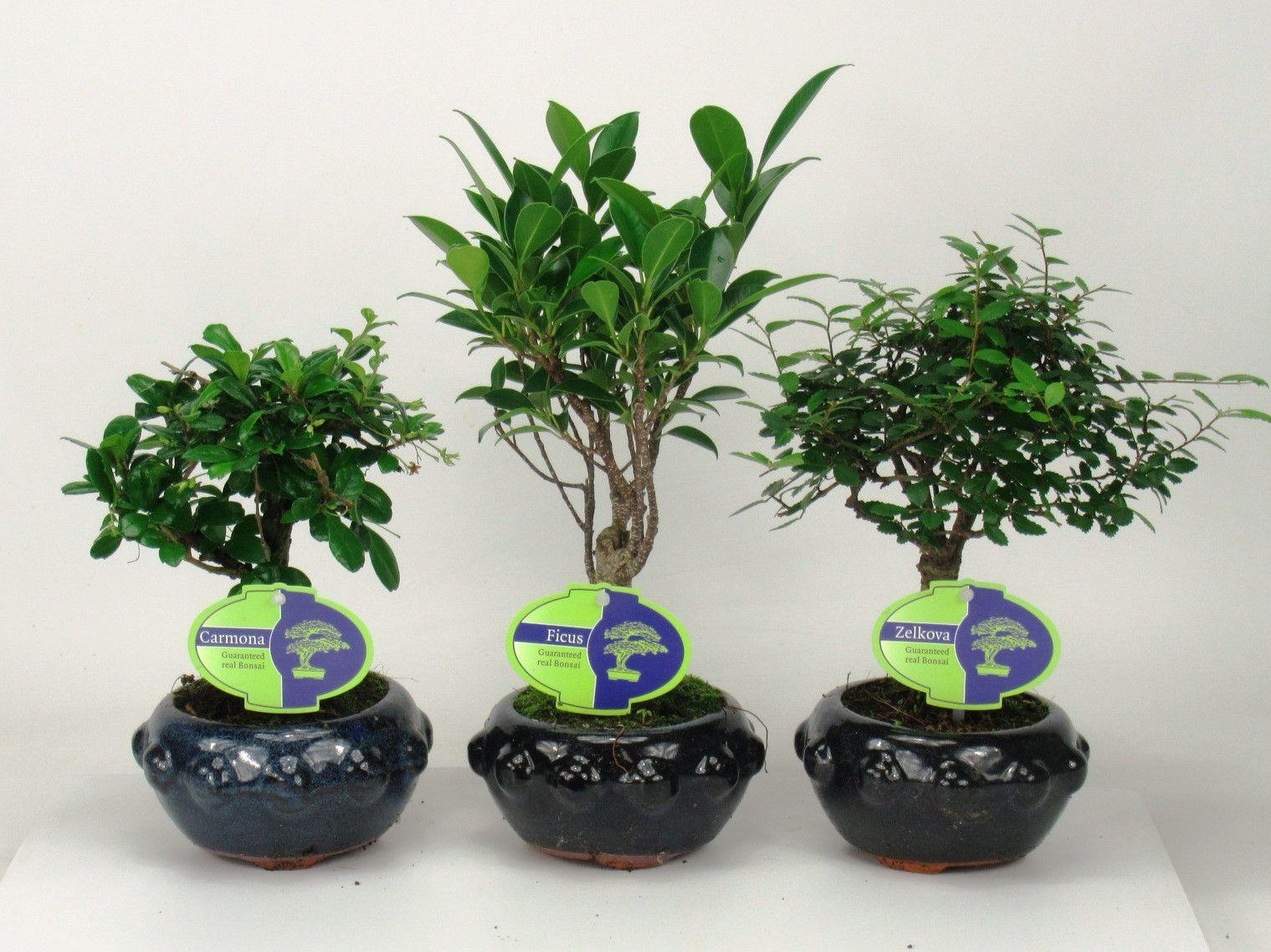 Горшечные цветы и растения оптом Bonsai Mix Indoor, 13 Cm., Broom, Without Drip Tra от 10шт из Голландии с доставкой по России