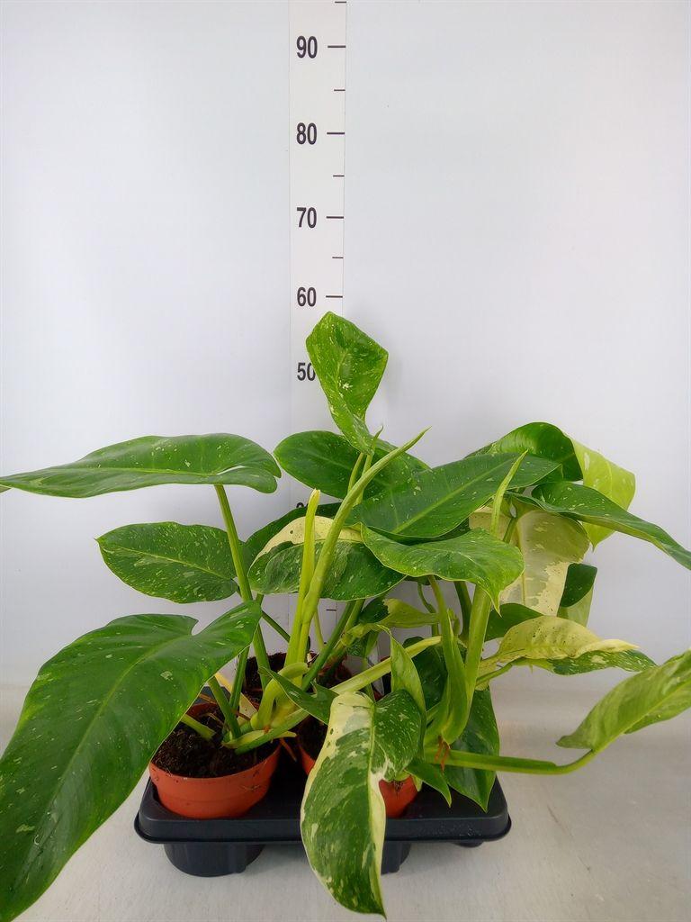 Горшечные цветы и растения оптом Philodendron   ... от 4шт из Голландии с доставкой по России