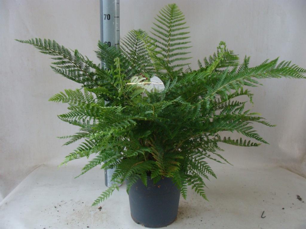 Горшечные цветы и растения оптом Asplenium от 1шт из Голландии с доставкой по России
