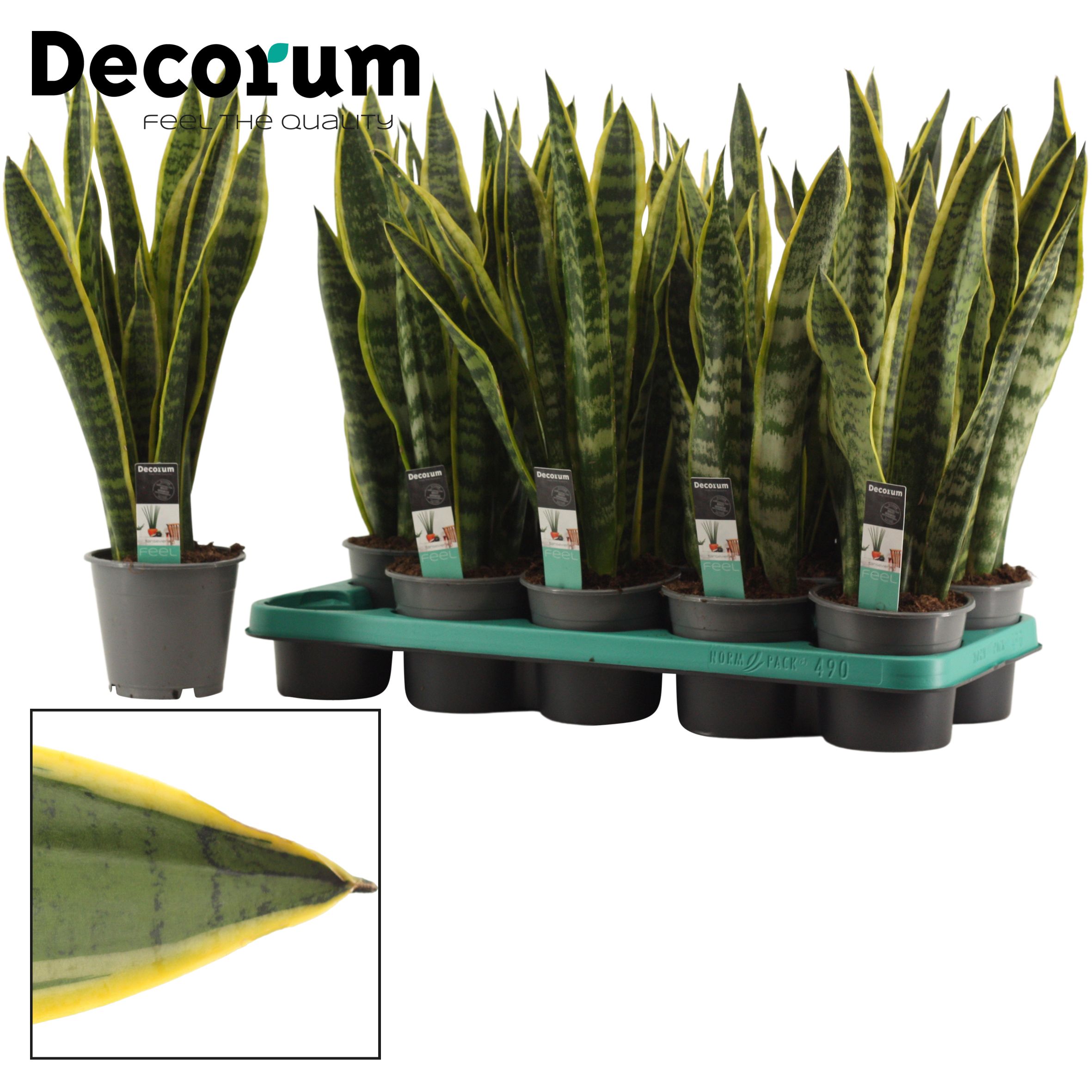 Горшечные цветы и растения оптом Sansevieria Laurentii (dec) от 10шт из Голландии с доставкой по России