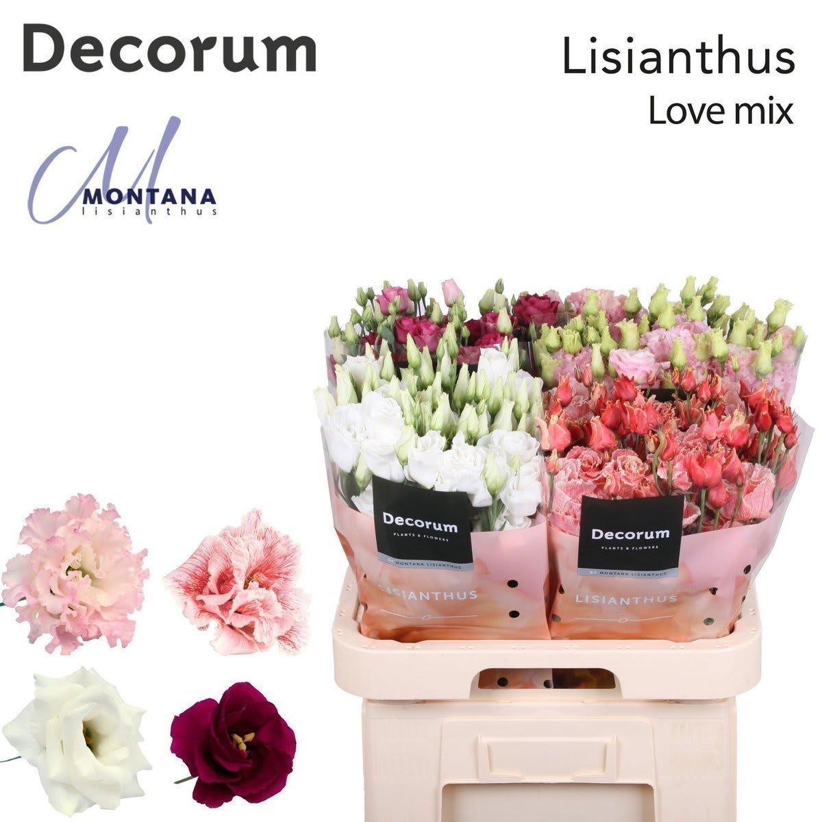 Срезанные цветы оптом Lisianthus do mix love от 40шт из Голландии с доставкой по России