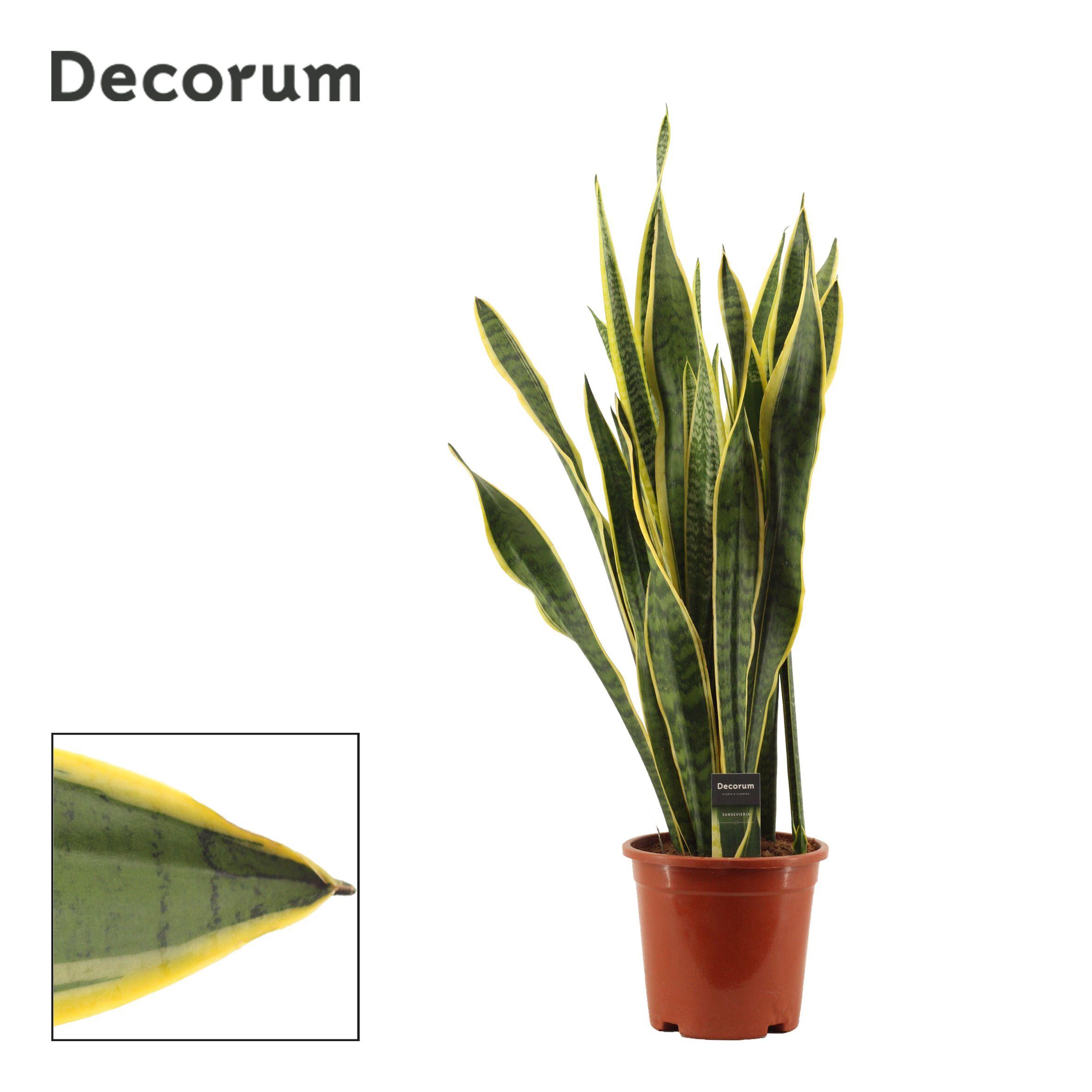 Горшечные цветы и растения оптом Sansevieria Laurentii (decorum) от 3шт из Голландии с доставкой по России
