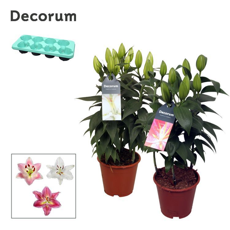 Горшечные цветы и растения оптом Lilium Or Mix 3pp (decorum) от 8шт из Голландии с доставкой по России