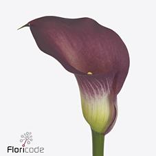 Срезанные цветы оптом Zantedeschia bordeaux art от 40шт из Голландии с доставкой по России