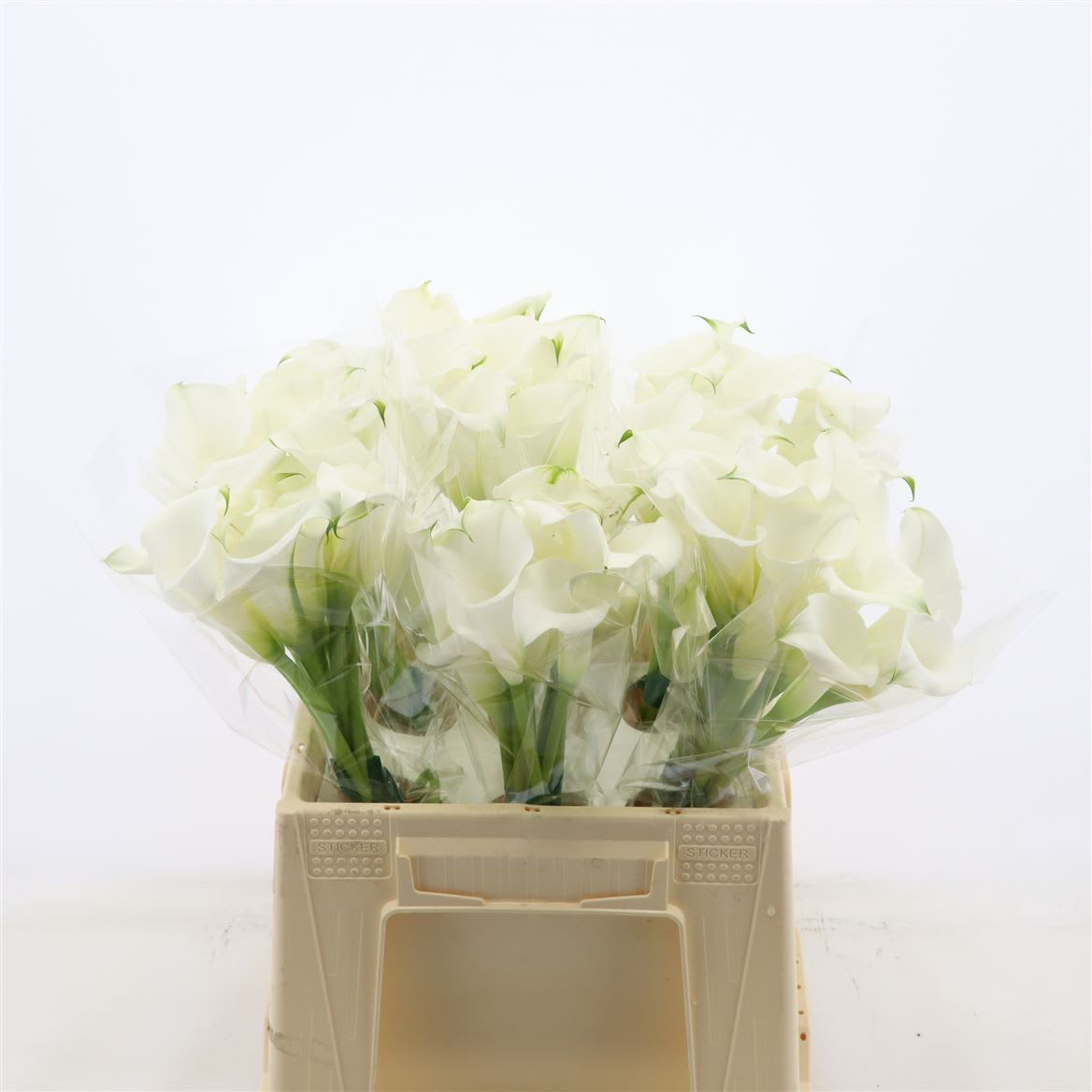 Срезанные цветы оптом Zantedeschia white mambo от 60шт из Голландии с доставкой по России
