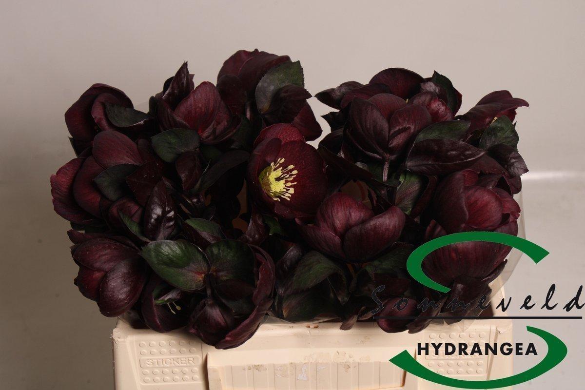 Срезанные цветы оптом Helleborus nora red от 20шт из Голландии с доставкой по России