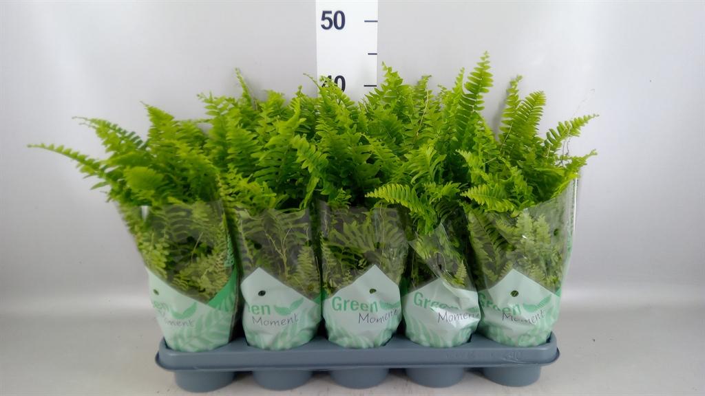 Горшечные цветы и растения оптом Nephrolepis Green Moment от 10шт из Голландии с доставкой по России