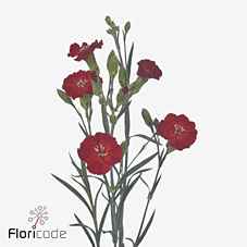 Срезанные цветы оптом Dianthus sp solandis heartfly от 60шт из Голландии с доставкой по России