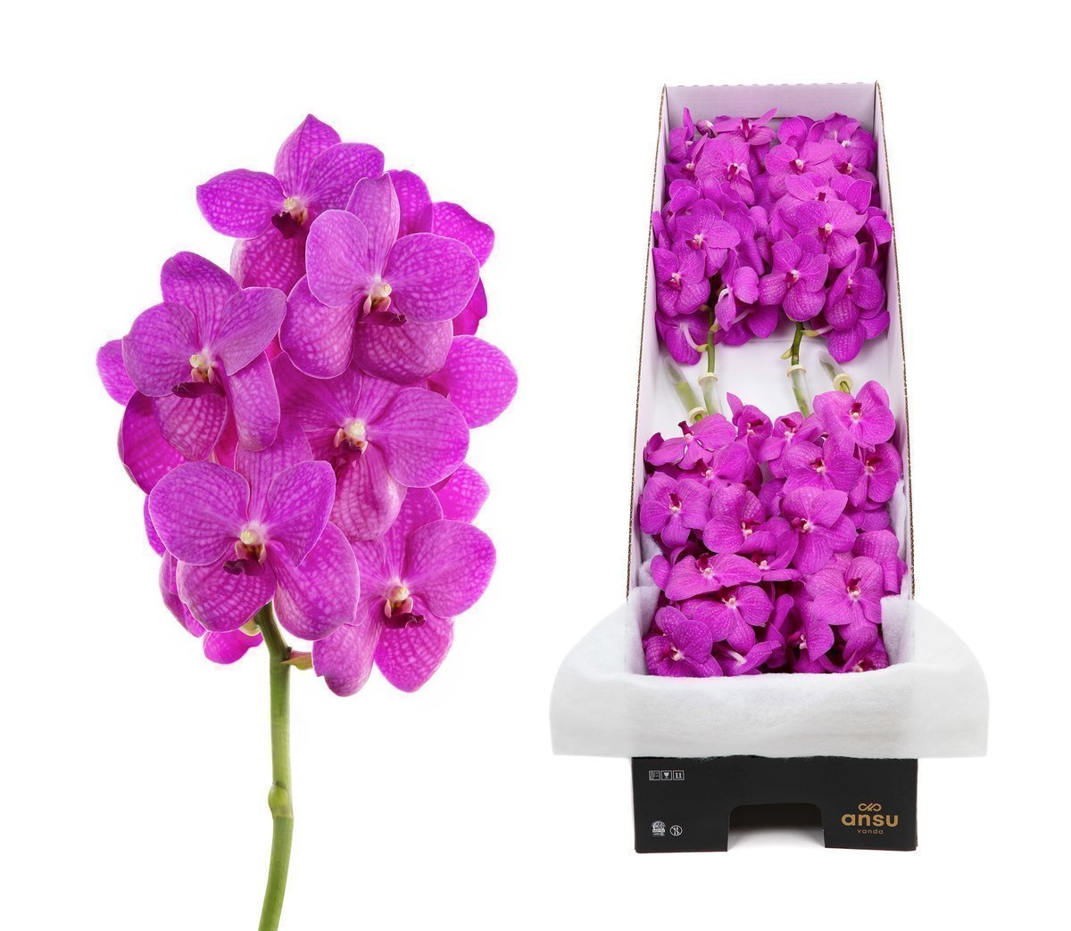 Срезанные цветы оптом Vanda nitaya hot pink от 5шт. из Голландии с доставкой по России