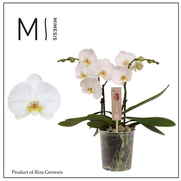 Горшечные цветы и растения оптом Phal 2st Spirit White 16+ (orchid Growers) от 6шт из Голландии с доставкой по России