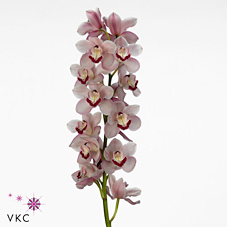 Срезанные цветы оптом Cymbidium pink hungarian beauty freeke от 9шт из Голландии с доставкой по России