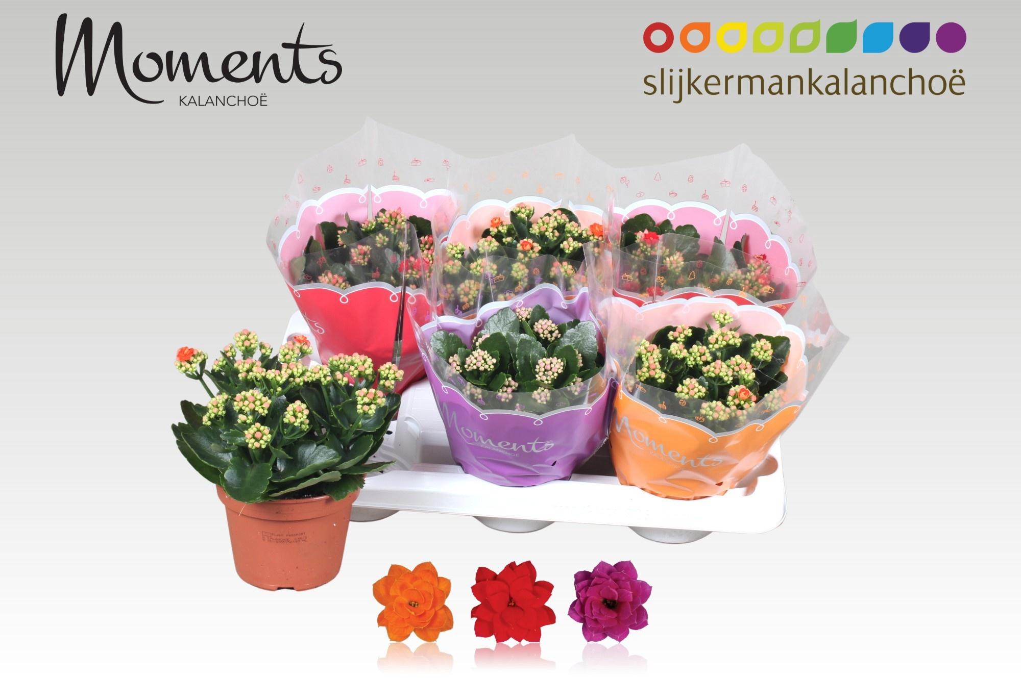 Горшечные цветы и растения оптом Kal Ge Gem 3 Kl от 6шт из Голландии с доставкой по России