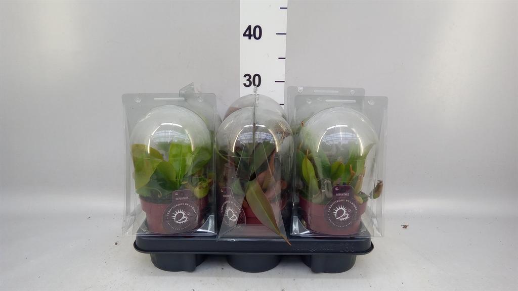Горшечные цветы и растения оптом Nepenthes Lowii от 6шт из Голландии с доставкой по России