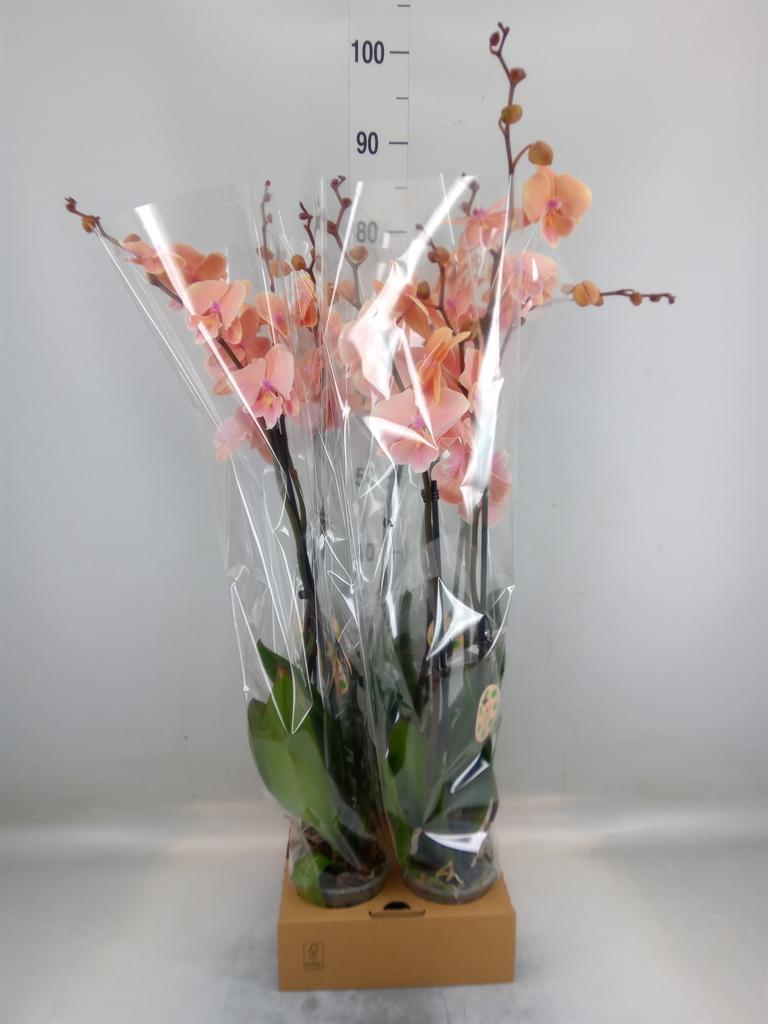Горшечные цветы и растения оптом Phalaenopsis   ... от 4шт из Голландии с доставкой по России
