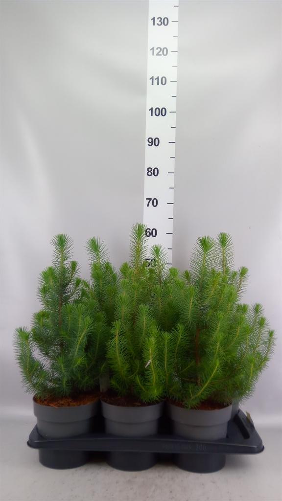 Горшечные цветы и растения оптом Pinus Pinea silver Crest от 6шт из Голландии с доставкой по России