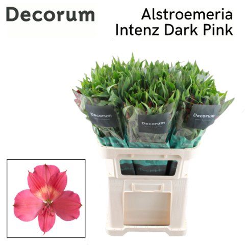 Срезанные цветы оптом Alstroemeria intenz dark pink от 60шт из Голландии с доставкой по России