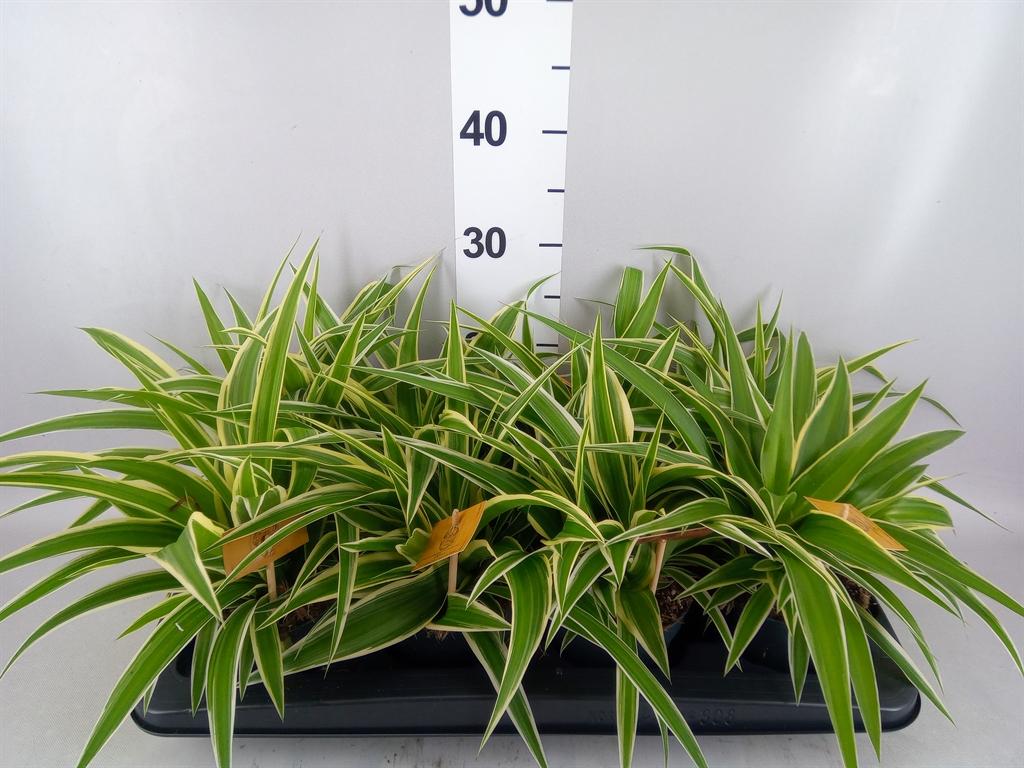 Горшечные цветы и растения оптом Chlorophytum Com. ocean от 8шт из Голландии с доставкой по России