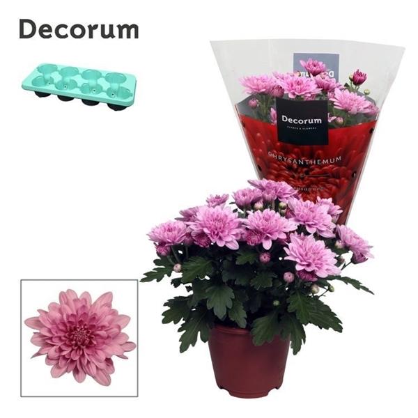 Горшечные цветы и растения оптом Chrys Grandezza Pink (decorum) от 8шт из Голландии с доставкой по России