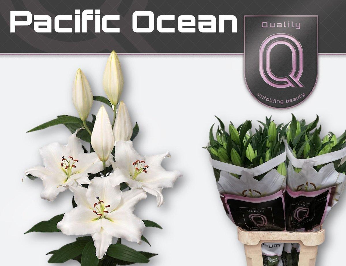 Срезанные цветы оптом Lilium or pacific ocean от 30шт из Голландии с доставкой по России