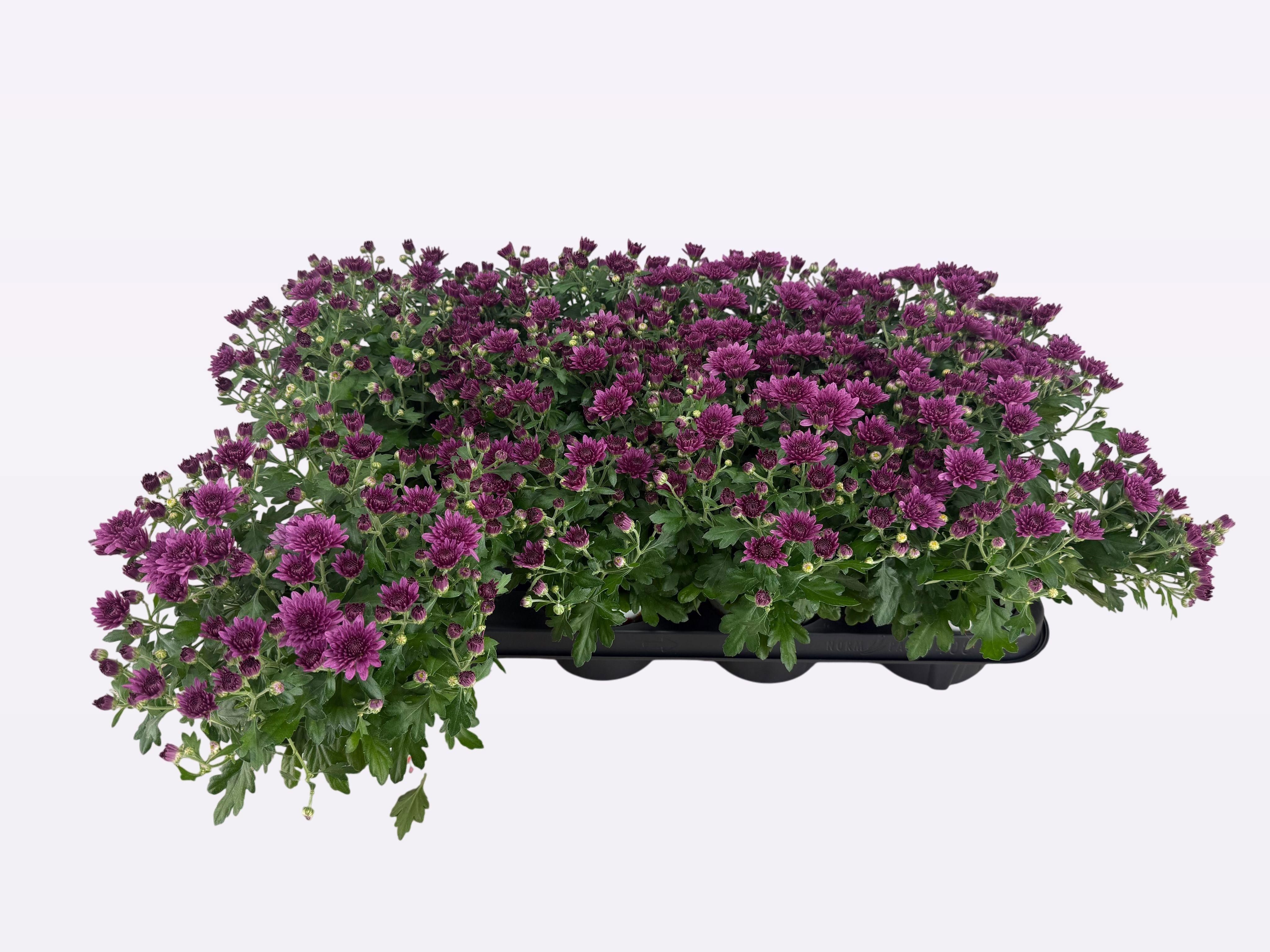 Горшечные цветы и растения оптом Chry Parad Purple от 8шт из Голландии с доставкой по России