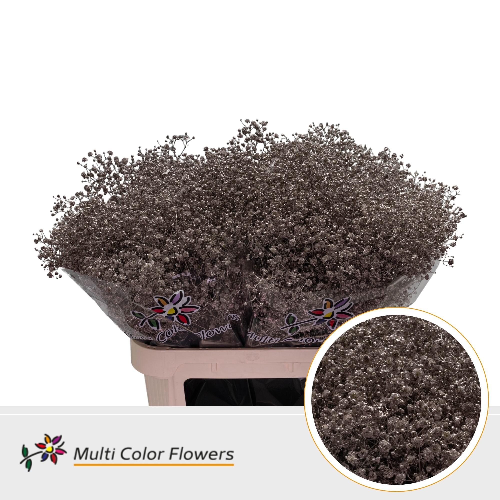 Срезанные цветы оптом Gyps large paint champagne от 50шт из Голландии с доставкой по России