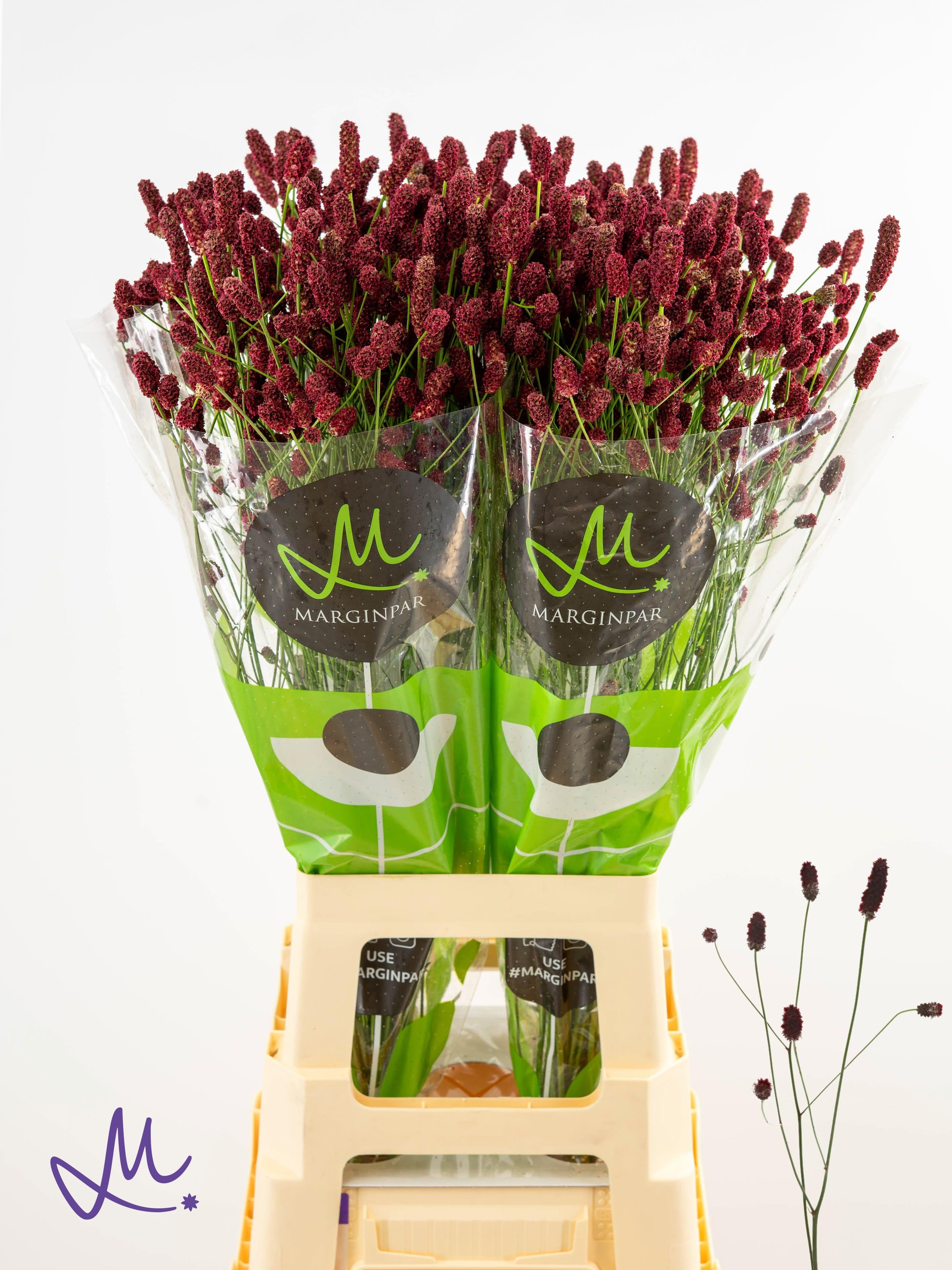 Срезанные цветы оптом Sanguisorba red dream от 100шт. из Голландии с доставкой по России