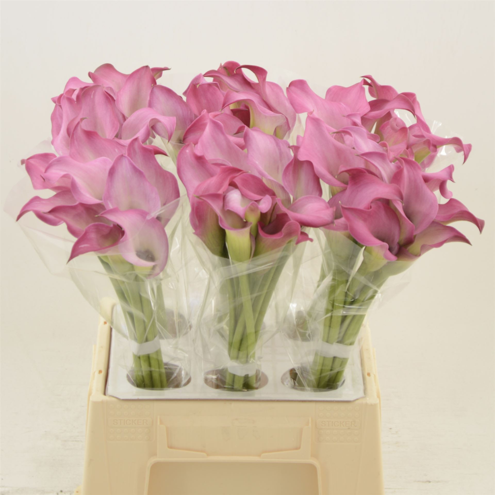 Срезанные цветы оптом Zantedeschia zazu от 60шт из Голландии с доставкой по России