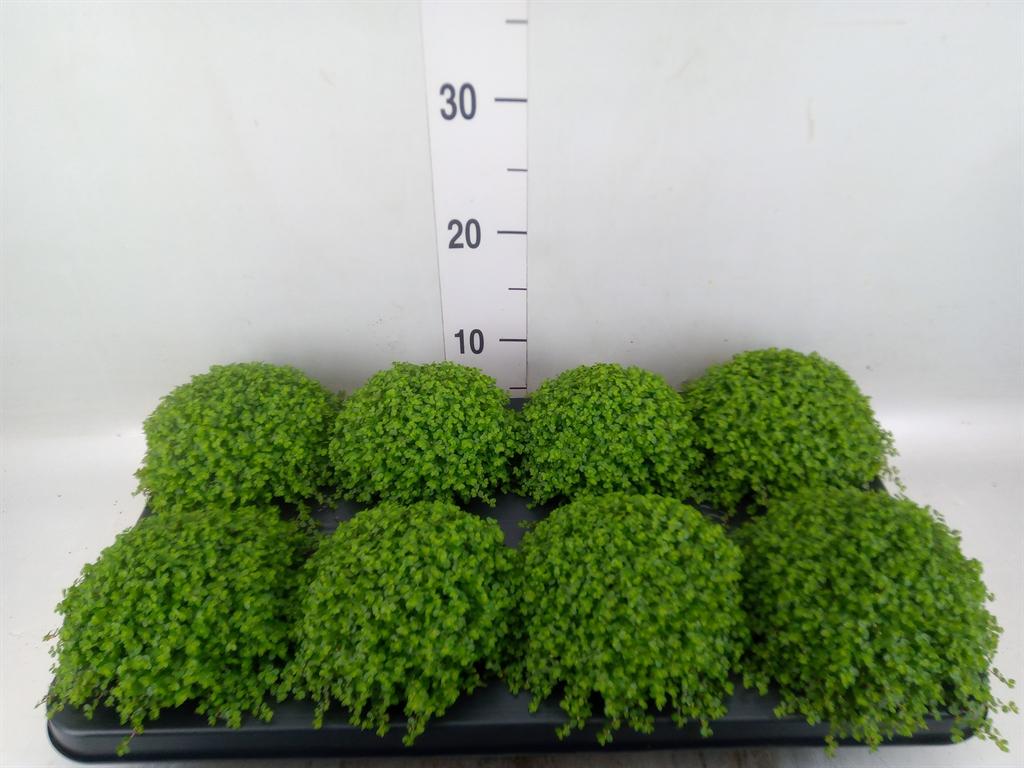 Горшечные цветы и растения оптом Soleirolia Soleirolii   ...green от 8шт из Голландии с доставкой по России