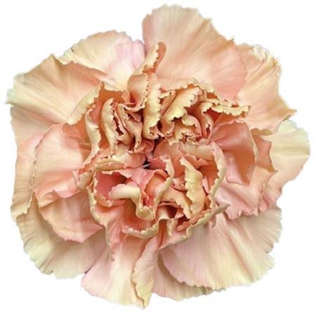 Срезанные цветы оптом Dianthus st terra petra от 80шт из Голландии с доставкой по России