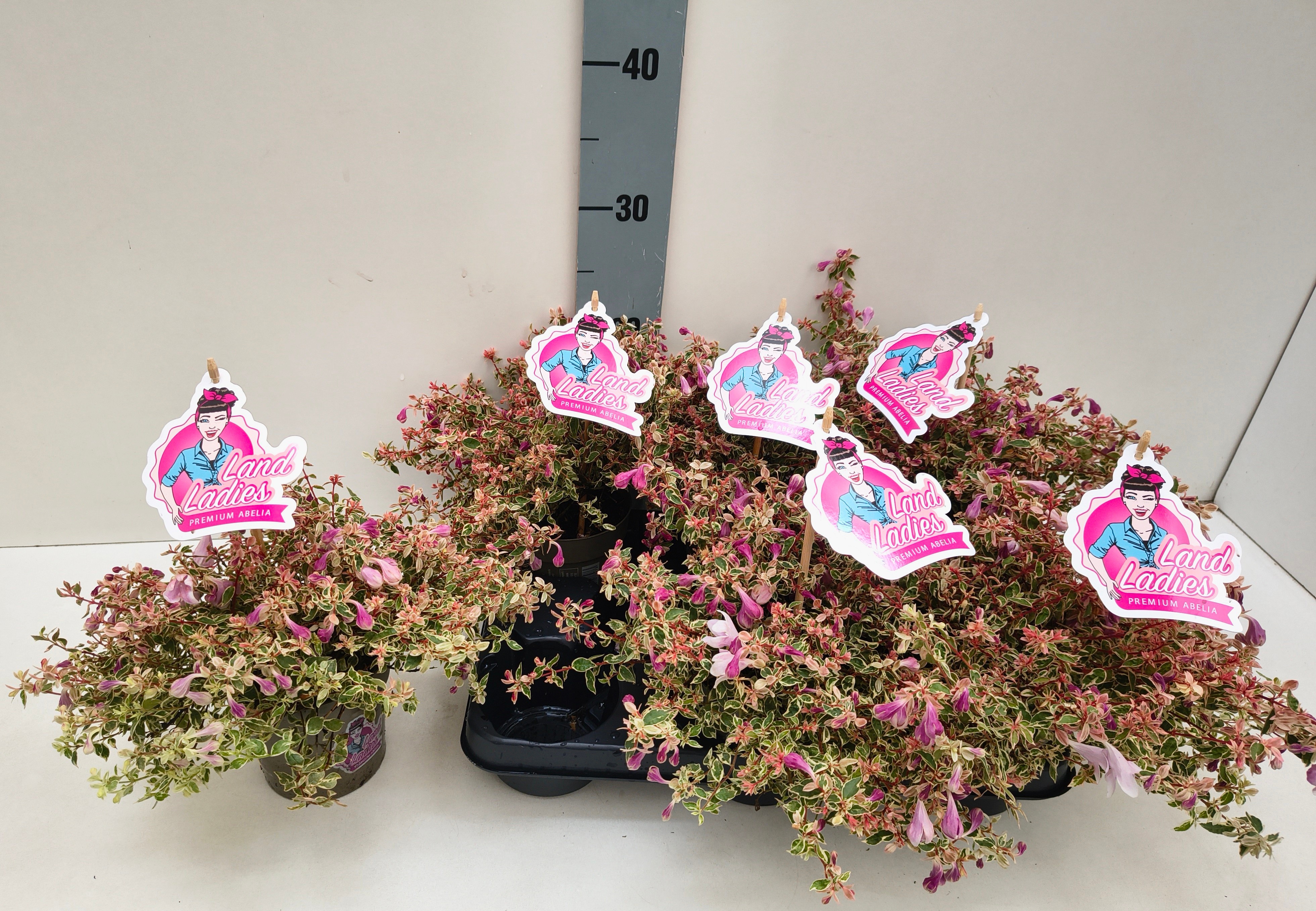 Горшечные цветы и растения оптом Abel Grandiflora от 6шт из Голландии с доставкой по России