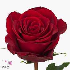 Срезанные цветы оптом Rosa la madam red от 40шт из Голландии с доставкой по России