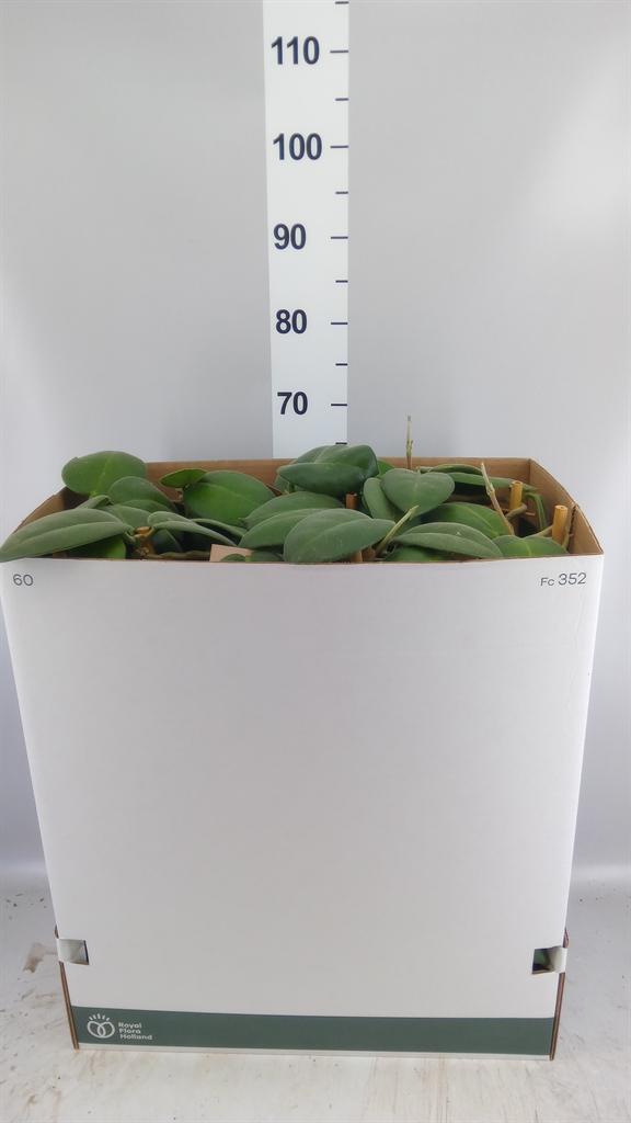 Горшечные цветы и растения оптом Hoya Calycina stargazer от 5шт из Голландии с доставкой по России