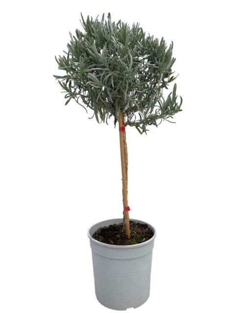 Горшечные цветы и растения оптом Lavandula Angustifolia On Stem от 1шт из Голландии с доставкой по России