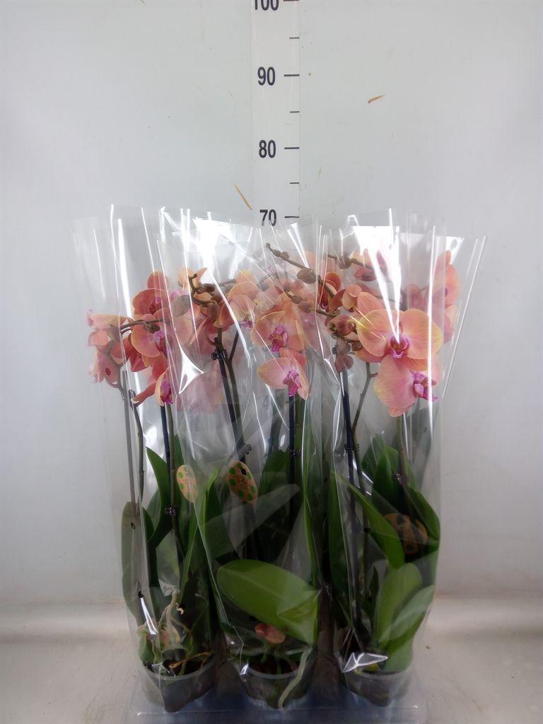 Горшечные цветы и растения оптом Phalaenopsis   ...orange от 6шт из Голландии с доставкой по России