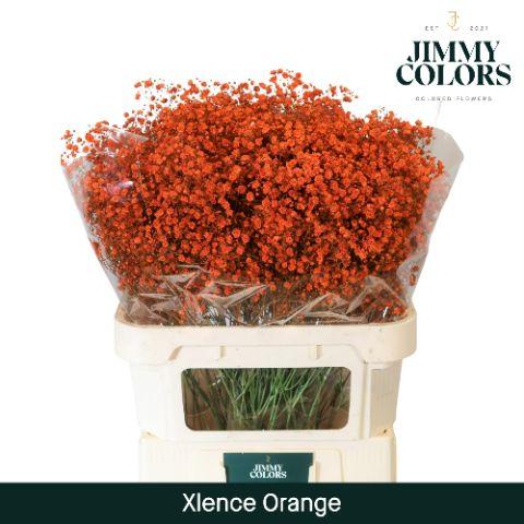 Срезанные цветы оптом Gyps large paint orange от 50шт из Голландии с доставкой по России