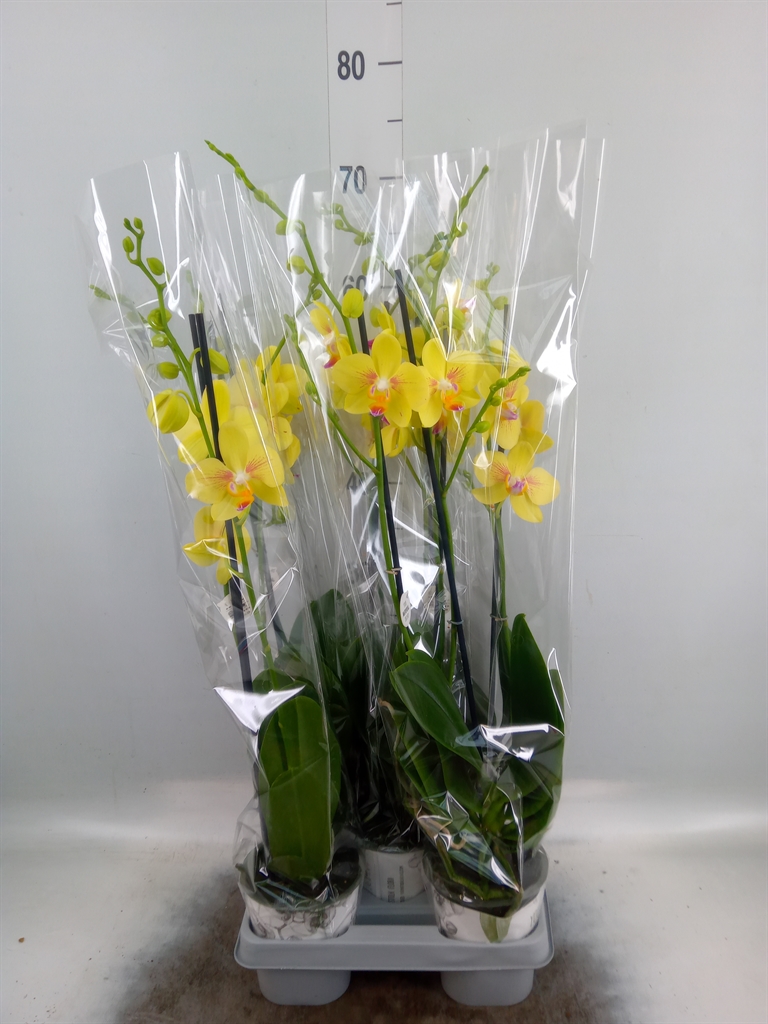 Горшечные цветы и растения оптом Phalaenopsis   ...mix от 5шт из Голландии с доставкой по России