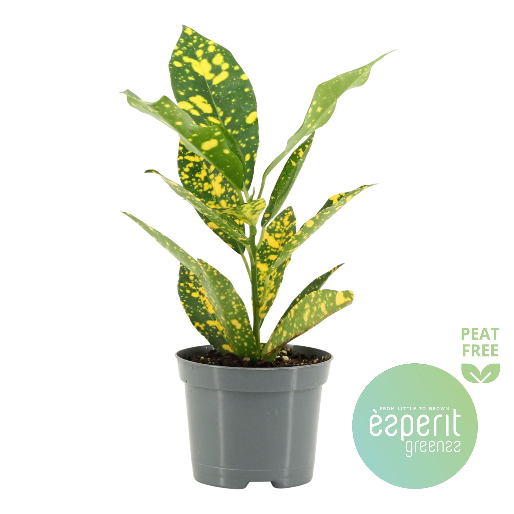 Горшечные цветы и растения оптом Codiaeum Gold Sun от 21шт (для телеги) из Голландии с доставкой по России