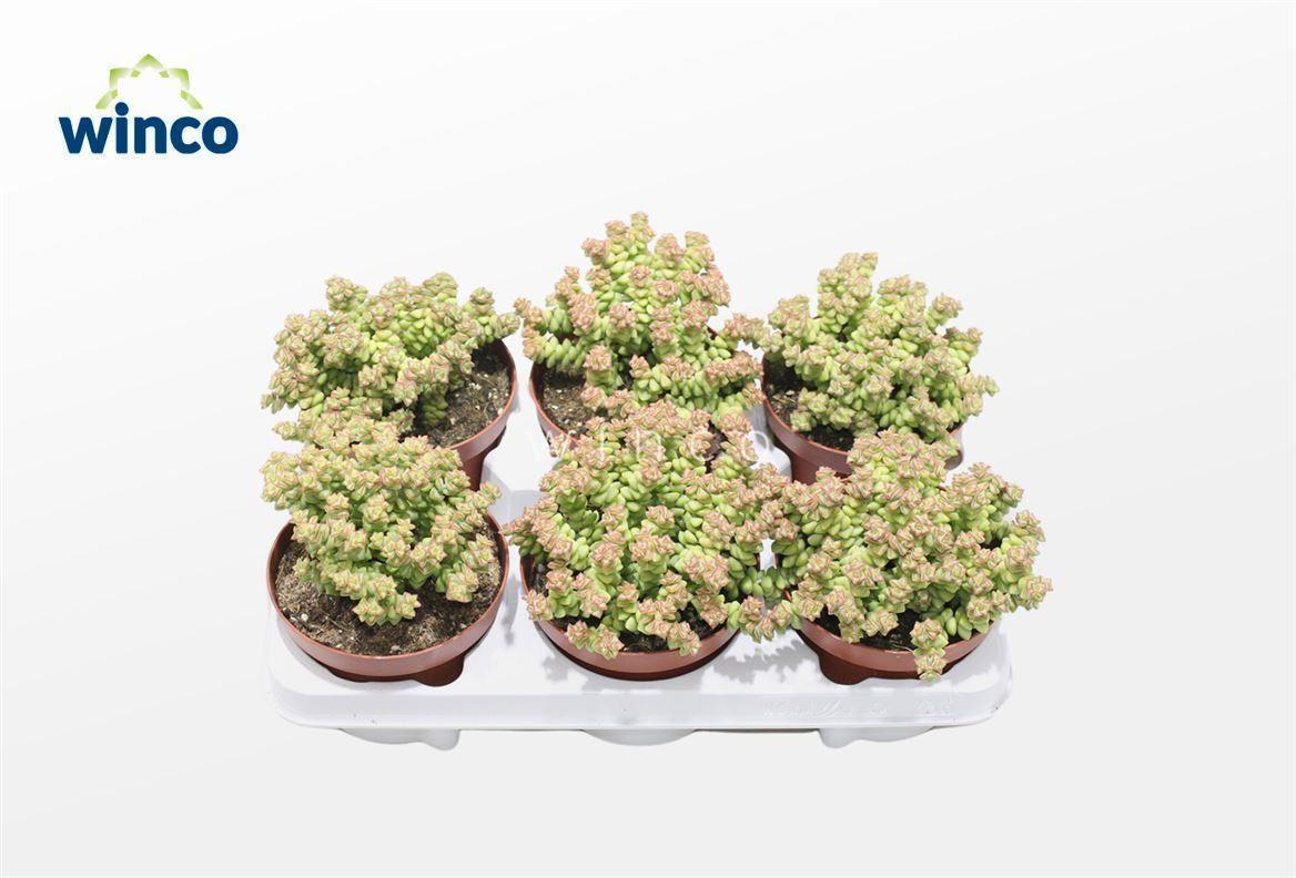 Горшечные цветы и растения оптом Crassula Tom Thumb от 6шт из Голландии с доставкой по России