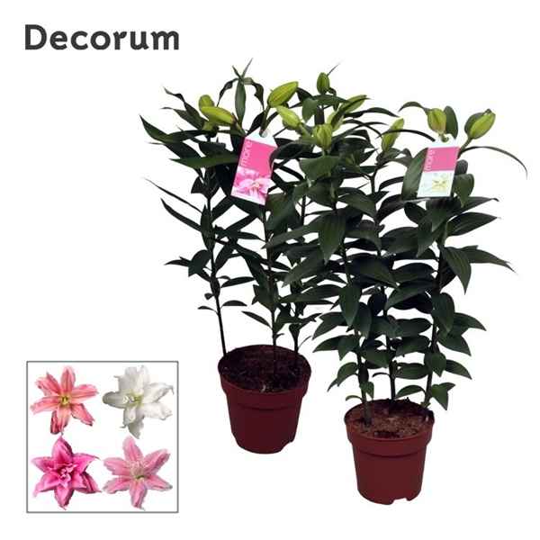 Горшечные цветы и растения оптом Lilium Or Roselily Mix 3pp (decorum) от 6шт из Голландии с доставкой по России