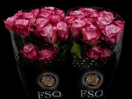 Срезанные цветы оптом Rosa ec deep purple от 40шт из Голландии с доставкой по России