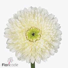 Срезанные цветы оптом Gerbera terra moon kick от 40шт из Голландии с доставкой по России