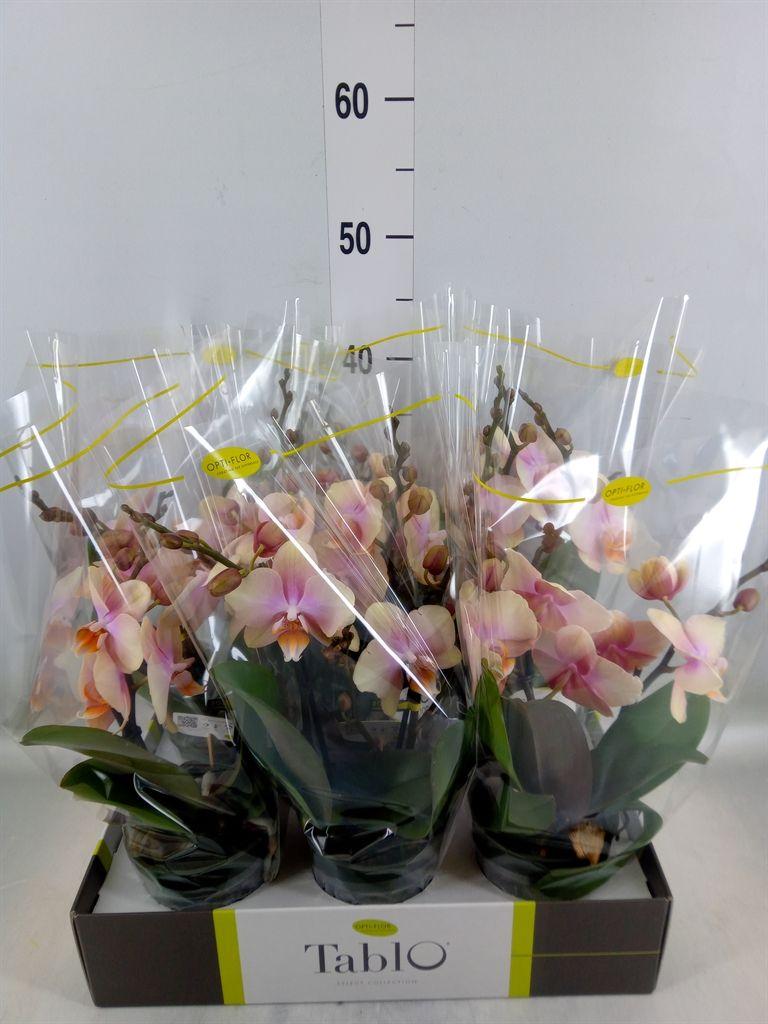 Горшечные цветы и растения оптом Phalaenopsis   ...yellow от 6шт из Голландии с доставкой по России