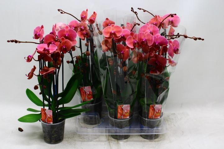 Горшечные цветы и растения оптом Phal Cascade 2st White 16+ (konst) от 6шт из Голландии с доставкой по России