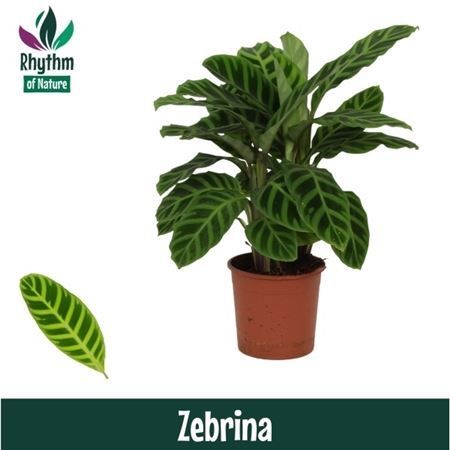 Горшечные цветы и растения оптом Calathea Zebrina (rhythm Of Nature) от 8шт из Голландии с доставкой по России