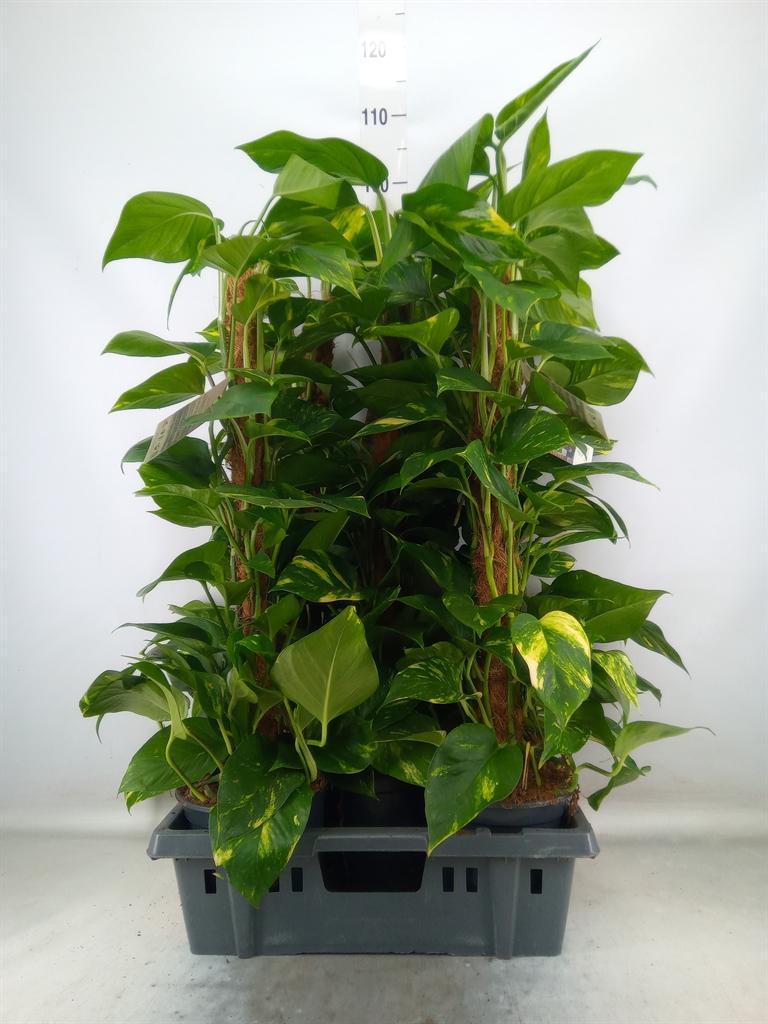 Горшечные цветы и растения оптом Epipremnum Pinn.   ...moss Stick от 5шт из Голландии с доставкой по России