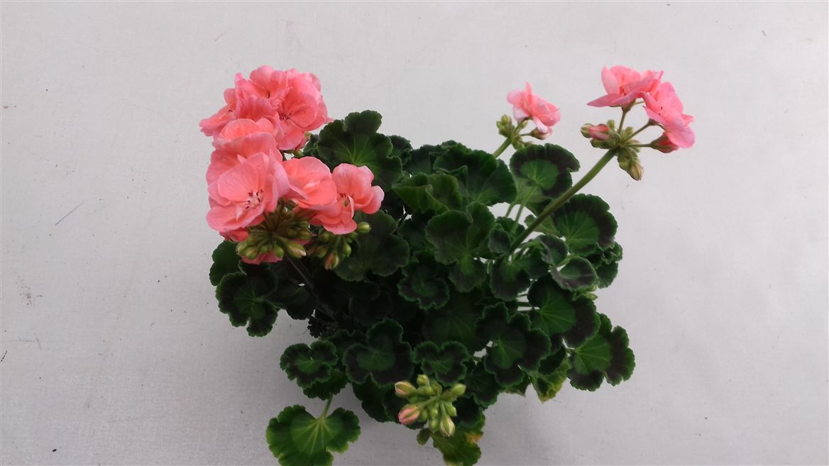 Горшечные цветы и растения оптом Pelargonium Zon Candy Idols Light Salmon от 8шт из Голландии с доставкой по России